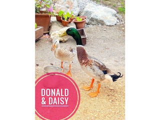 Donald & Daisy