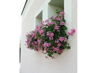 Blumen
