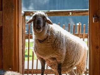 Kinderbauernhof Bild-12