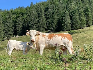 Ennstaler-mit-Kaelbchen