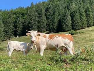 Ennstaler-mit-Kaelbchen