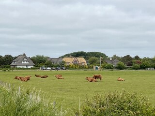 Ferienhaus Westerland Umgebung 17