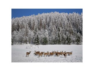 Glockner_Chalet_2018_3