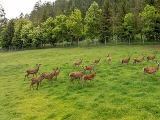 G. C. Drohne Juni 24-6