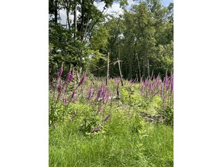 Am Waldrand