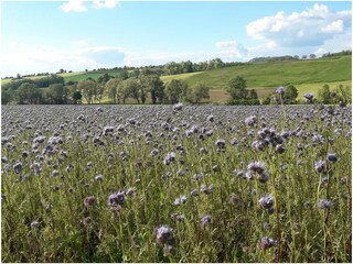 Holiday apartment Kunreuth Environment 35