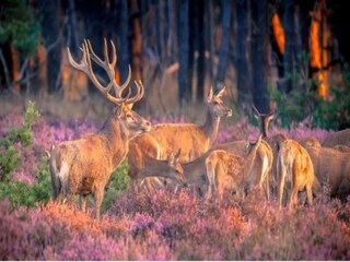 Vakantiehuis Putten Omgeving 33