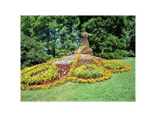 Insel Mainau / Blütenpracht zu jeder Jahreszeit