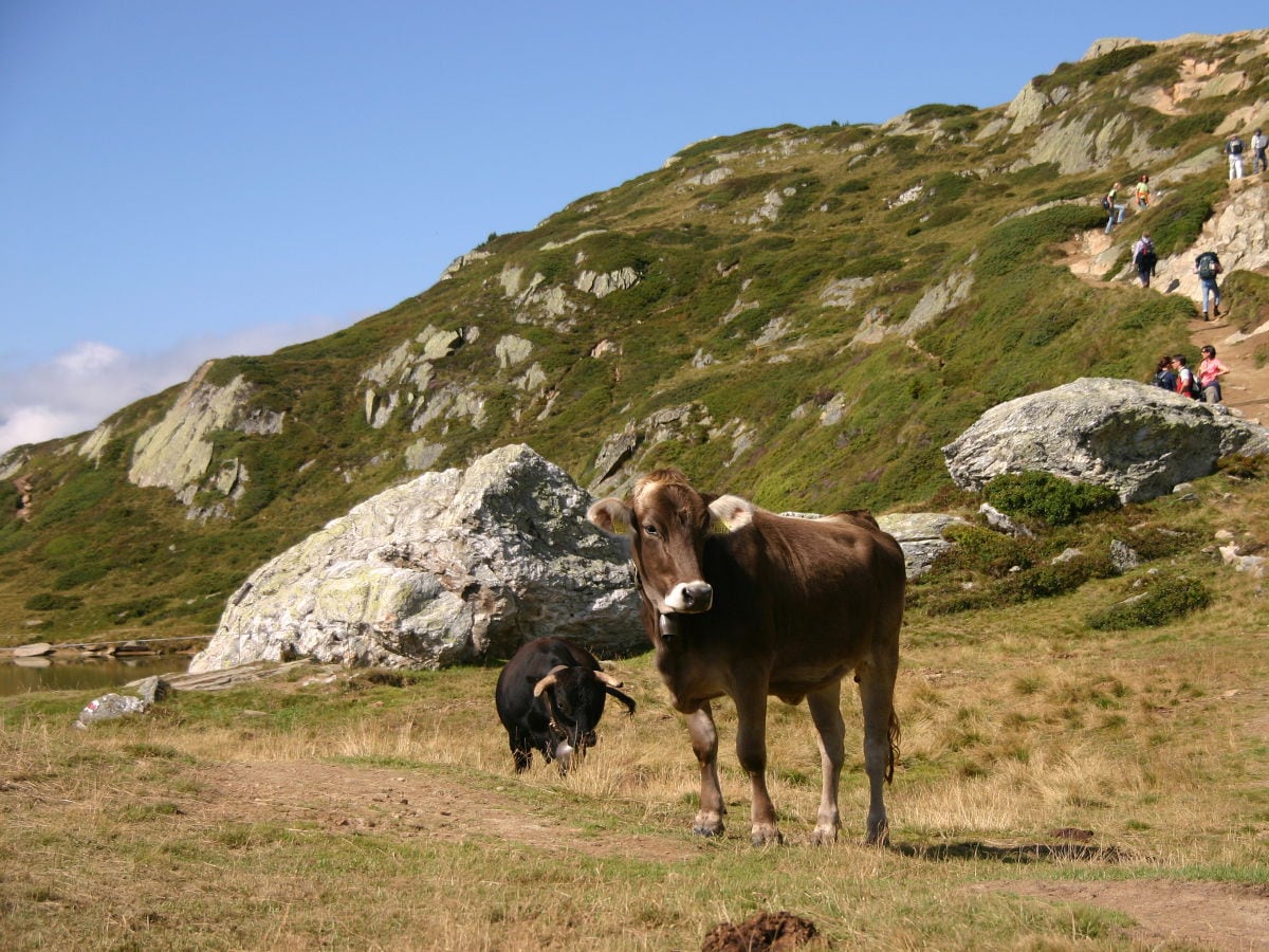 Friedliche Kühe am Wanderweg