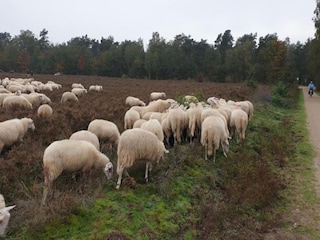 Maison de vacances Uddel Environnement 28