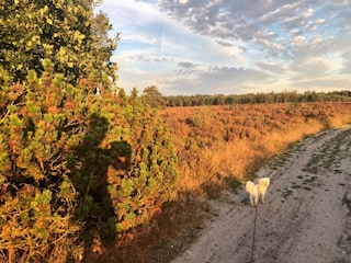Maison de vacances Uddel Environnement 37