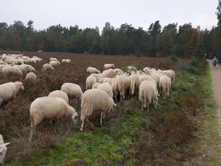 Vakantiehuis Uddel Omgeving 32