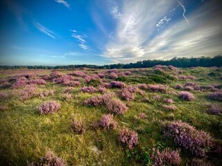 Vakantiehuis Uddel Omgeving 33