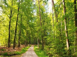 Vakantiehuis Uddel Omgeving 17