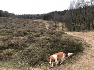Vakantiehuis Uddel Omgeving 18