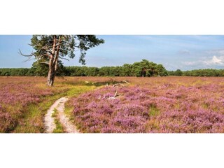 Vakantiehuis Uddel Omgeving 29