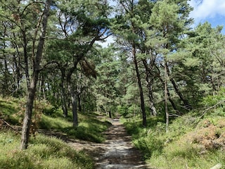 Waldweg Richtung Karlshagen