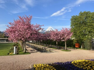 Kirschblüte im Kurgarten
