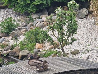 Brucke uber den Teich