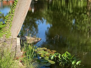 Schildy - unsere Sumpfschildkröte sonnt sich