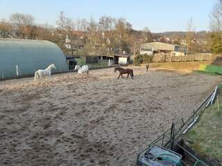 Unsere 3 beim Toben