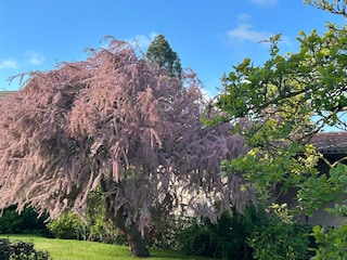 Bungalow Zingst Außenaufnahme 6