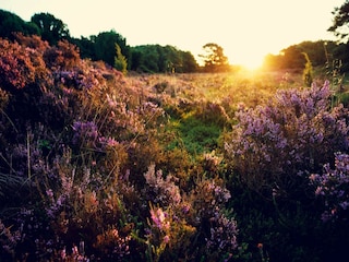 Vakantiepark Gieten Omgeving 13