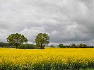 Weit leuchten die Rapsfelder - bei jedem Wetter