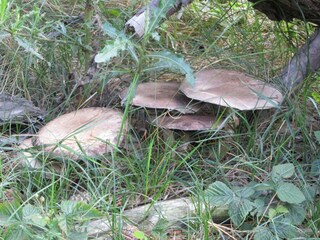 Maison de vacances Egmond aan Zee  27