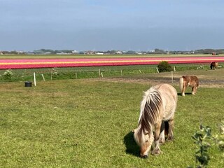 Casa per le vacanze Sint Maartenszee  30