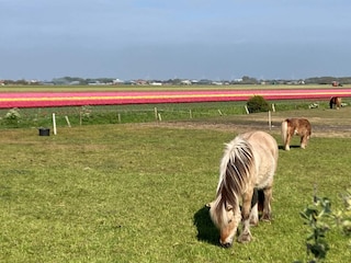 Maison de vacances Sint Maartenszee  30