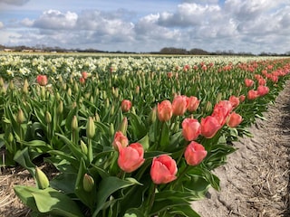 Holiday house Sint Maartenszee Outdoor Recording 21