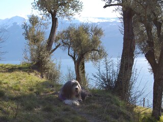 Casa per le vacanze Gargnano Ambiente 31