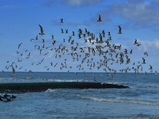 Casa per le vacanze Sint Maartenszee  16