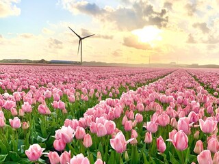 Casa de vacaciones Sint Maartenszee Grabación al aire libre 25
