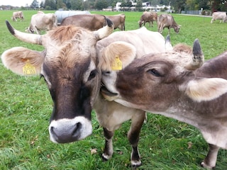 Ferienwohnung Schwangau Umgebung 16