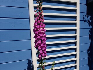 Casa de vacaciones Sint Maartenszee Grabación al aire libre 15