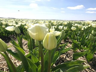 Holiday house Sint Maartensvlotbrug  14