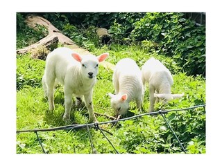 Vakantiehuis Sint Maartensvlotbrug Buitenaudio-opname 7