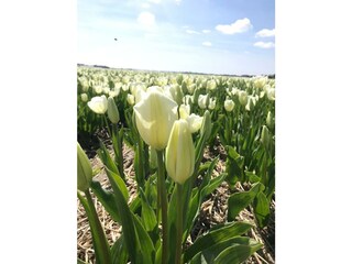 Holiday house Sint Maartensvlotbrug Outdoor Recording 20