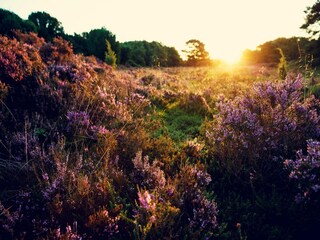 Vakantiepark Gieten Omgeving 13