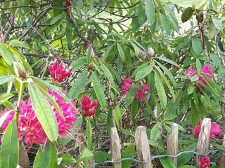 Ferienhaus Lesconil Außenaufnahme 4