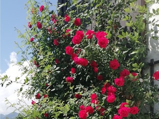 Rosenstrauch am Haus