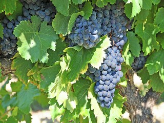 Holiday house Céreste  25