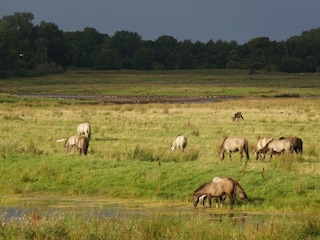 Wildpferde - Geltinger Birk