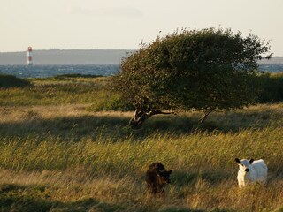 Leuchtturm Kalkgrund - Geltinger Birk