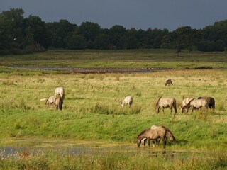 Wildpferde - Geltinger Birk