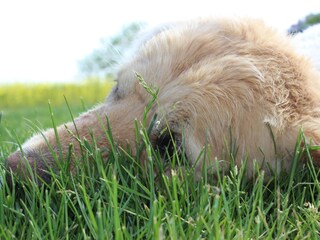 Auch Ihr Hund ist Herzlich willkommen