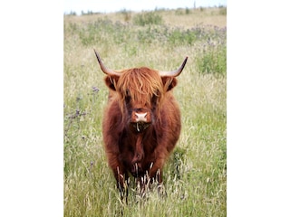 Naturschutzgebiet Geltinger Birk