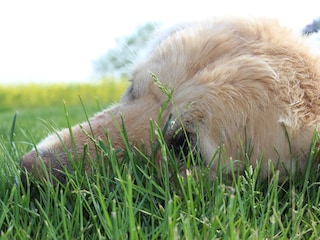 Auch Ihr Hund ist Herzlich Willkommen